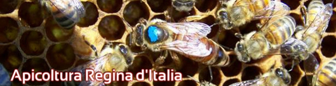 apicolturareginaitalia