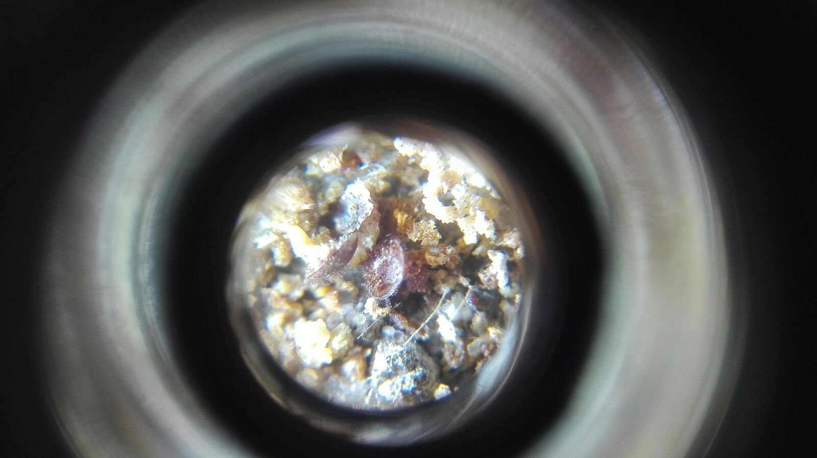 Apicolturareginaitalia